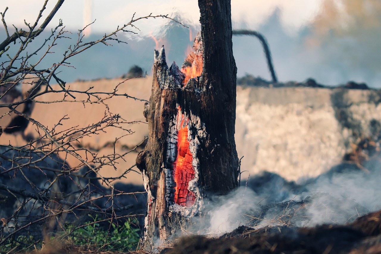 The Impact of Fires on Biodiversity